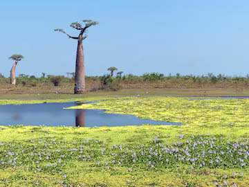 Madagascar