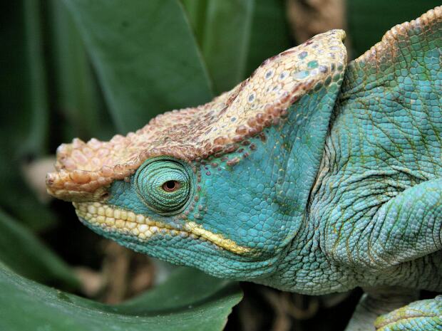 Animaux Oiseaux, caméléons, lémuriens et autres