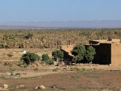 MAR_1550 Palmeraie de Zagora (abimée par l'inondation et une maladie)