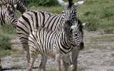 Zèbres de Burchell