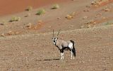 Oryx gazella
