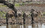 Zèbres de Burchell