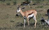 Springbok