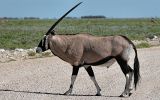 Oryx gazella