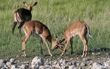 Impalas à mufle noir