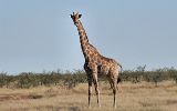 Girafe