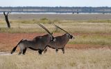 Oryx gazella