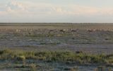 Springboks dans Etosha
