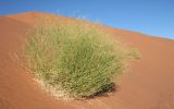 Plante des dunes de Sossusvlei