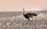 Autruche d'Afrique