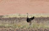 Autruche d'Afrique