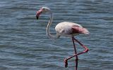 Flamant rose à Walvis Bay