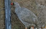 Francolin à bec rouge