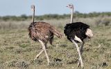 Couple d'autruches