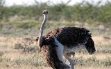 Autruche d'Afrique