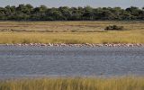 Flamants roses