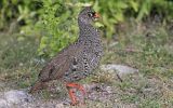 Francolin à bec rouge