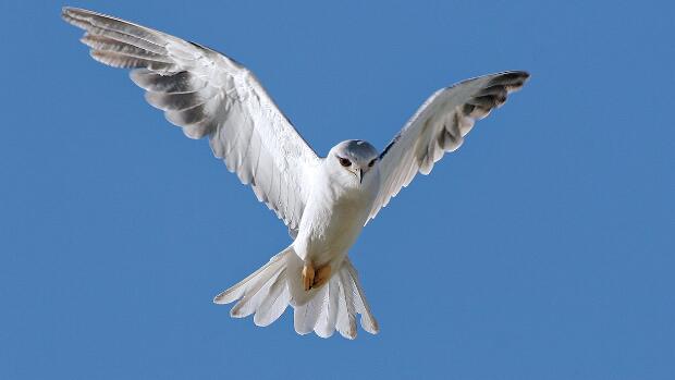 Oiseaux Les oiseaux