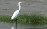 Grande aigrette