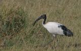 Ibis sacré