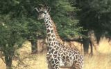 Girafon