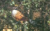 Coucal à sourcils blancs