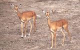 Impalas