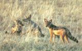 Chacals à chabraque
