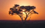 Levé de soleil au Serengeti