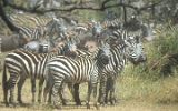 Zèbres