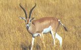 Gazelle de Grant
