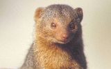 Mangouste naine