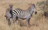 Zèbres