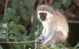 Vervet (cercopithèque)