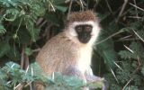 Vervet (cercopithèque)