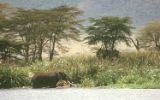 Eléphant au Ngorongoro