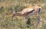 Jeune gazelle de Grant