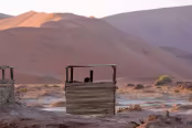 NAM_3333 Sans perdre une seconde du spectacle des dunes au levé de soleil. Namibie 2015, Sossusvlei