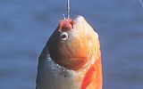 Les piranhas se pèchent très facilement... et sont servis au diner