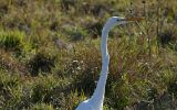 Grande aigrette