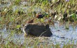Jacana noir et cabiaï