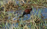 Jacana noir