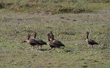 Dendrocygnes à ventre noir