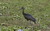 Ibis falcinelle
