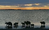 Cabiaïs (= capybaras) au couché de soleil