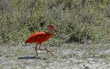 Ibis rouge
