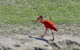 Ibis rouge