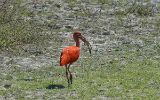 Ibis rouge