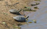 Tortues de l'Orénoque ou tortues à coude ?