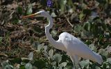 Grande aigrette